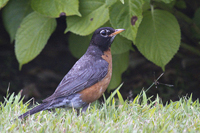 Turdus migratorius